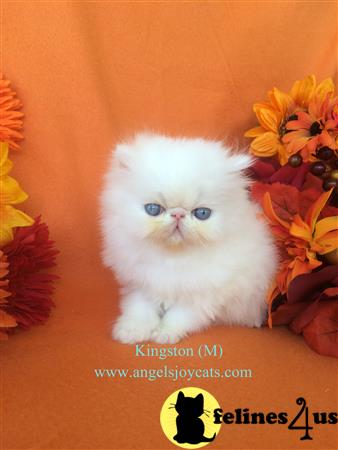 angelsjoy4u Picture 1